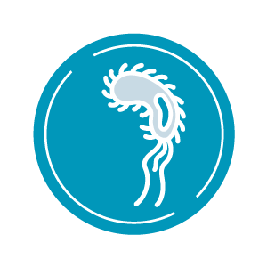 奇異變形桿菌 icon